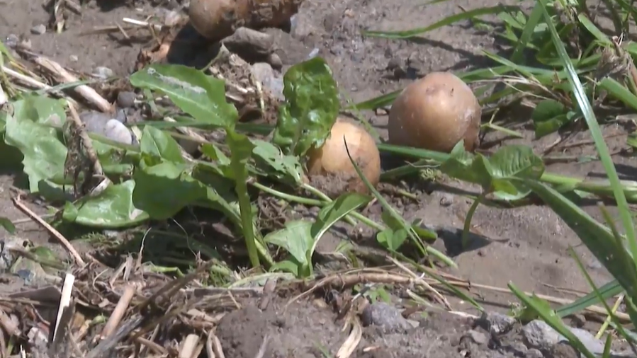 Mega-Unwetter überflutet Baggwil – und vernichtet Kartoffelernte 