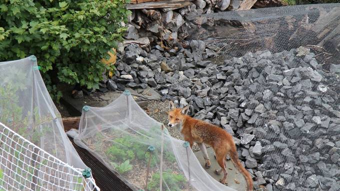 Städter sollen Wildtiere beobachten