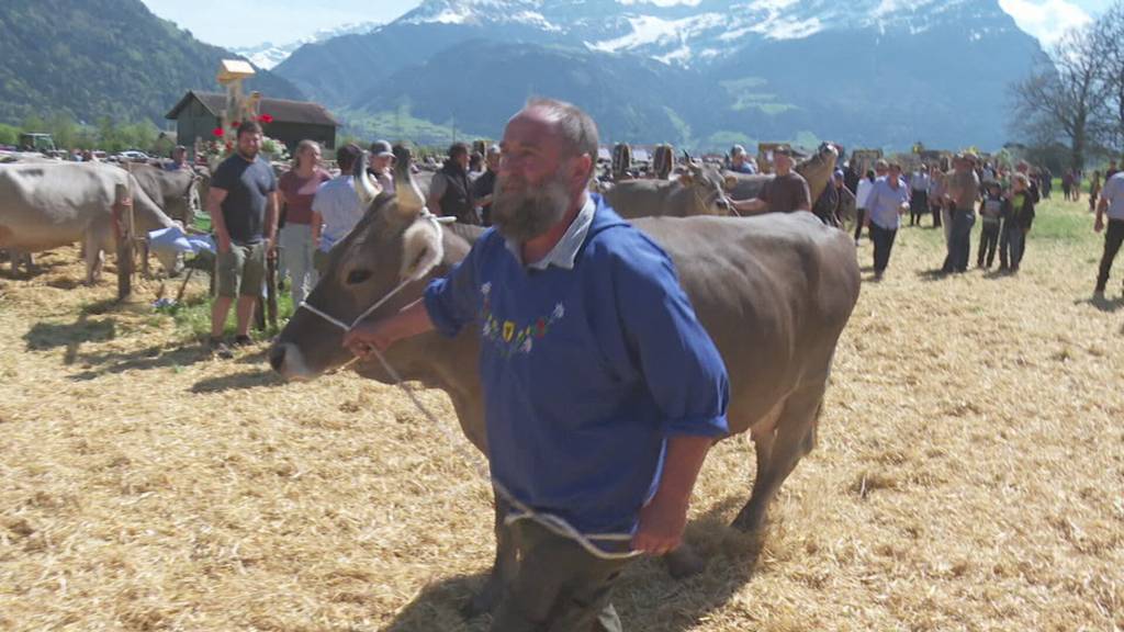 Seedorfer Viehausstellung wird 100-jährig