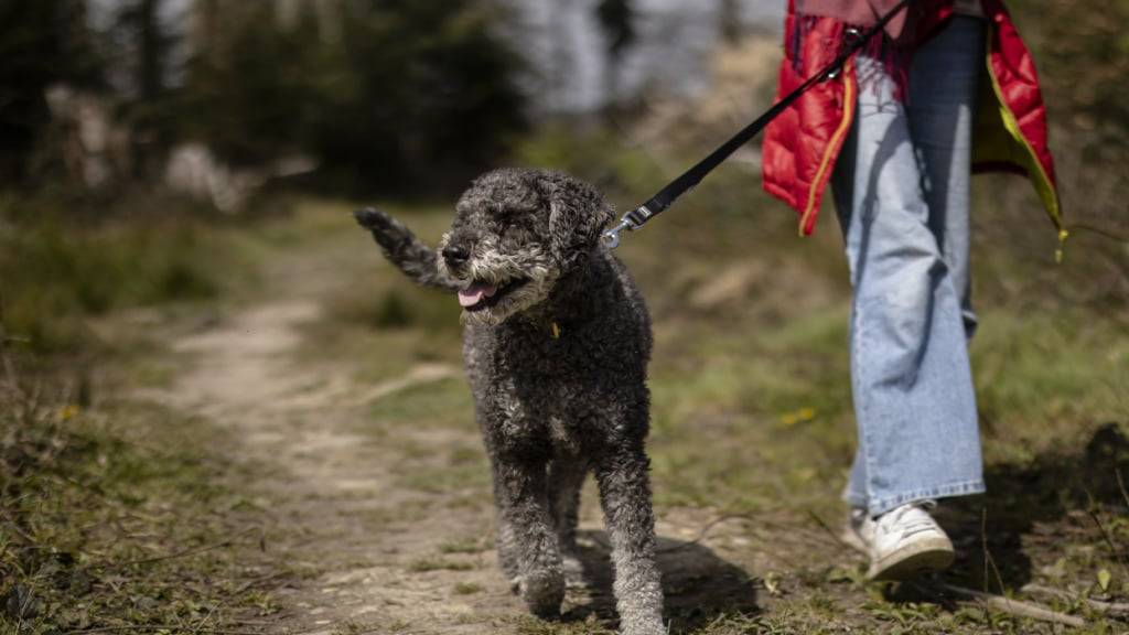Nicht alle Zürcher Hunde sind so entspannt wie dieser Lagotto-Pudel-Mix. Das Zürcher Veterinäramt registrierte im vergangenen Jahr 873 Hundebisse. (Archivbild)