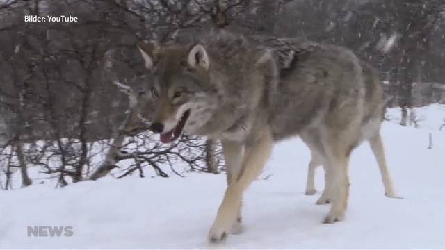 «Streng geschützter» Wolf soll in der Schweiz nur noch «geschützt» sein