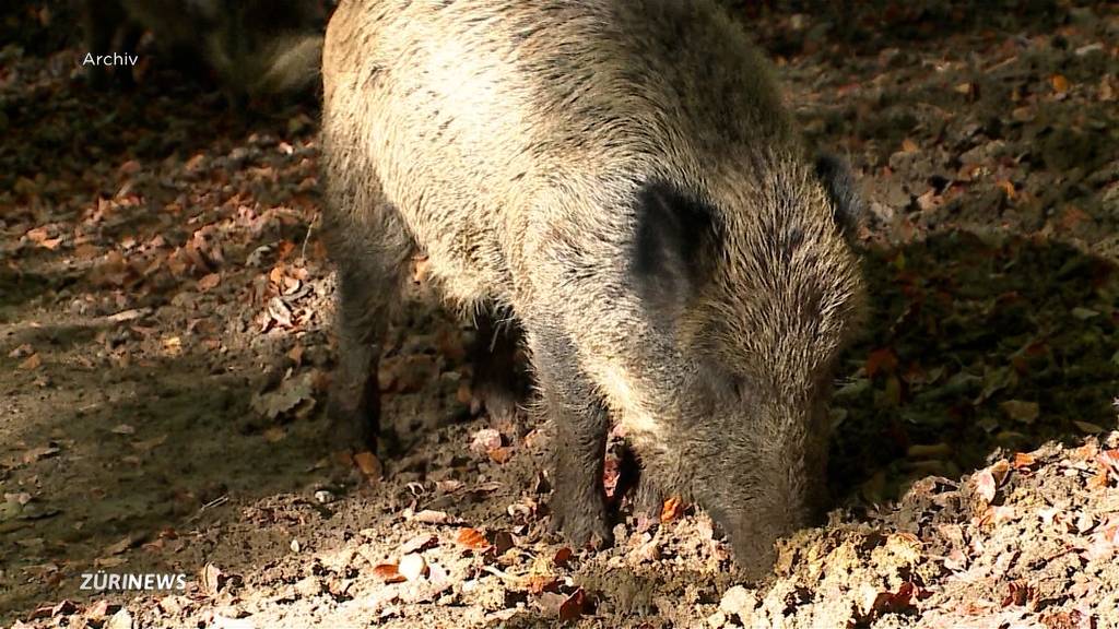 Wildschweine verwüsten Golfplatz