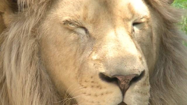 Probleme im Raubtierpark