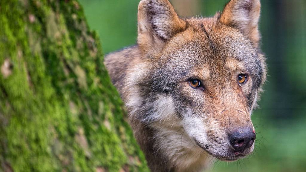 Kanton Graubünden will Wolfsrudel im Nationalpark auslöschen