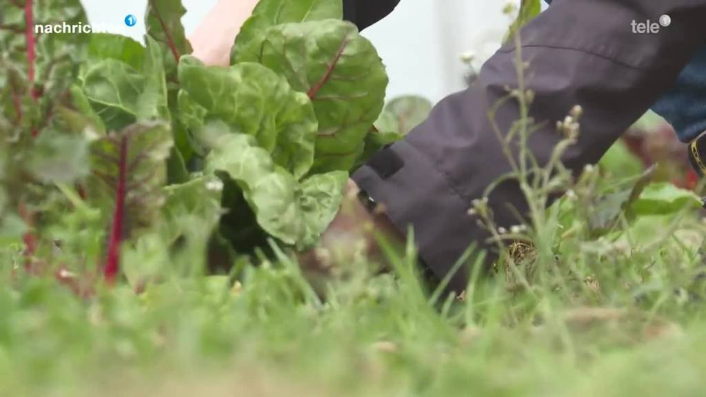 Bio Landwirtschaft boomt: Projekt «Randebandi»