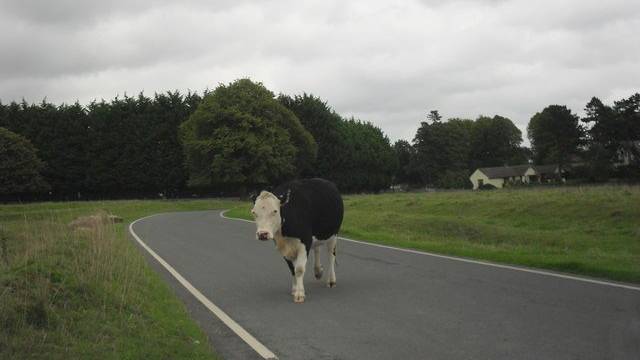 Bei Minchinhampton Common können schon auch mal Kühe über die Strasse laufen.