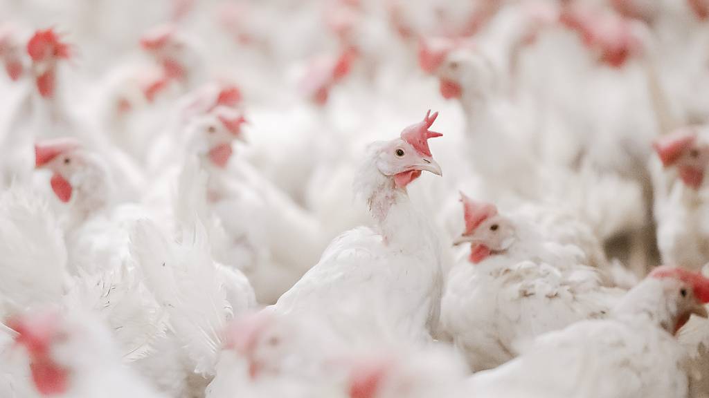 Strengste Auflagen gegen Vogelgrippe aufgehoben