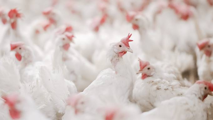 Strengste Auflagen gegen Vogelgrippe aufgehoben
