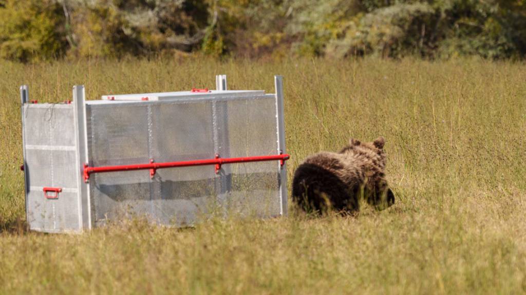HANDOUT - Eine Bärin läuft nach ihrer Freilassung durch die Wildtier-Schutzorganisation «Arcturos» über die Wiese. «Die Süße», wie die Tierschützer das junge weibliche Tier nennen, war Anfang Oktober von einem Auto erfasst, am Kopf verletzt und zwei Wochen medizinisch versorgt worden. Foto: Konstantinos Tsakalidis/Arcturos/dpa - ACHTUNG: Nur zur redaktionellen Verwendung im Zusammenhang mit der aktuellen Berichterstattung und nur mit vollständiger Nennung des vorstehenden Credits
