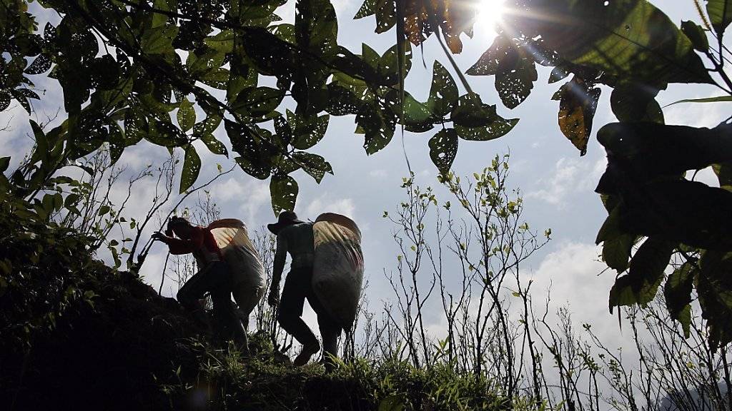 Viele kolumbianische Bauern verdienen sich ihren Lebensunterhalt durch den Anbau von Koka-Sträuchern. Mit Hilfe der UNO sollen diese Menschen künftig legale Produkte anbauen. (Archivbild)