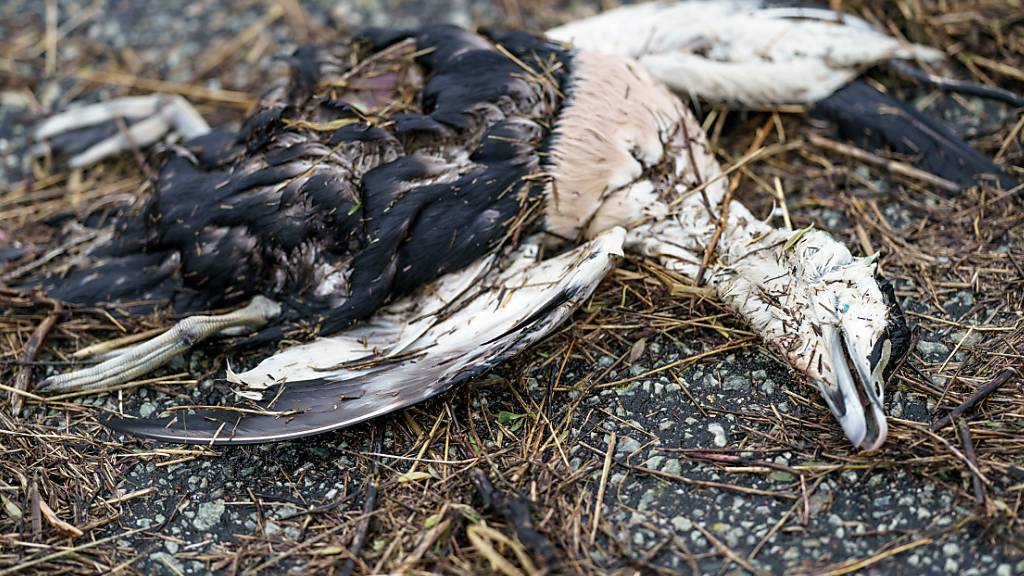 Im Vorarlberger Naturschutzgebiet Rheindelta sind zahlreiche Vögel an Vogelgrippe gestorben. (Symbolbild)