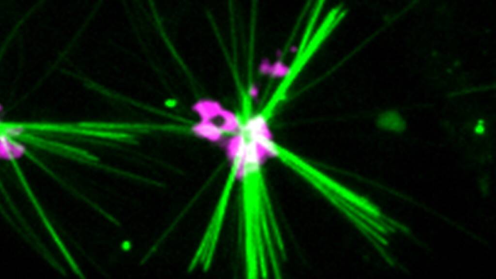 Ein Farbstoff erzeugt fluoreszierende Kristalle (grün) in Zellen, die die Bewegung des Motorproteins Kinesin-1 entlang von Mikrotubuli aufzeichnen. (Pressebild)
