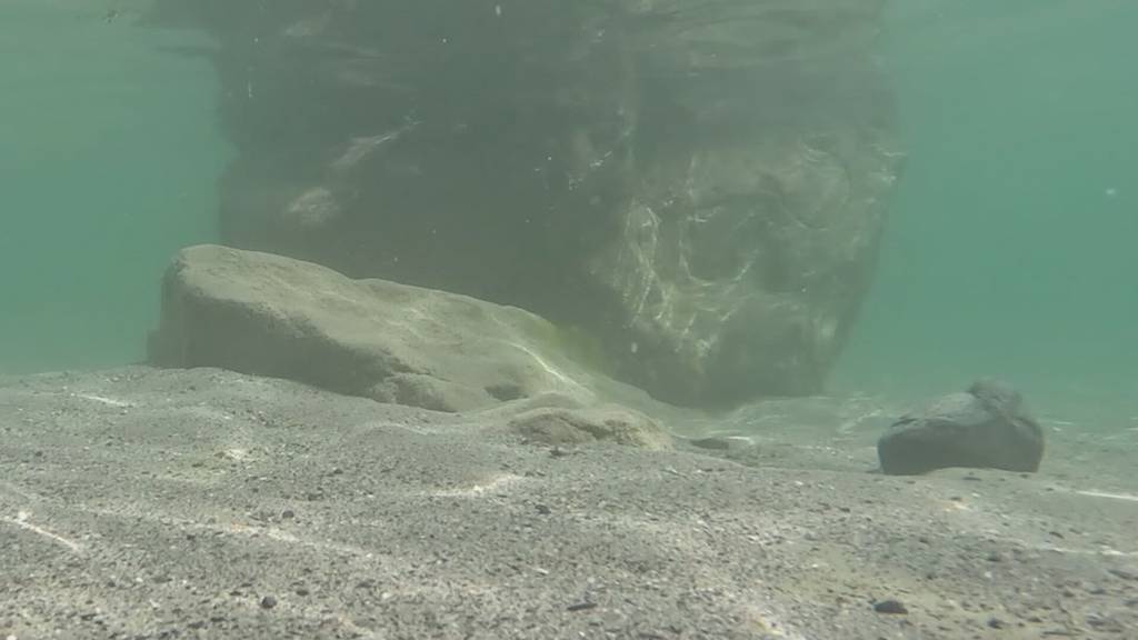 Schutz vor Entenflöhe beim Baden