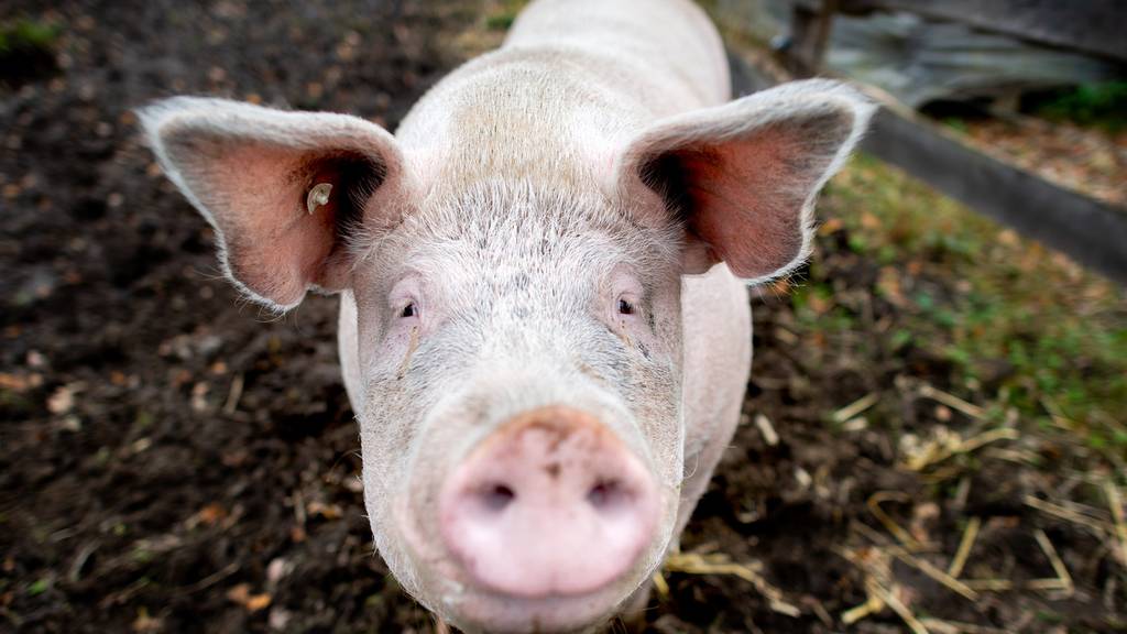 Schlechter Schweinemarkt sorgt für Existenzängste bei Schweizer Bauern