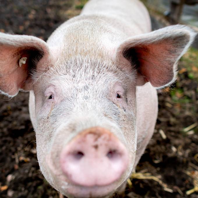 Schlechter Schweinemarkt sorgt für Existenzängste bei Schweizer Bauern