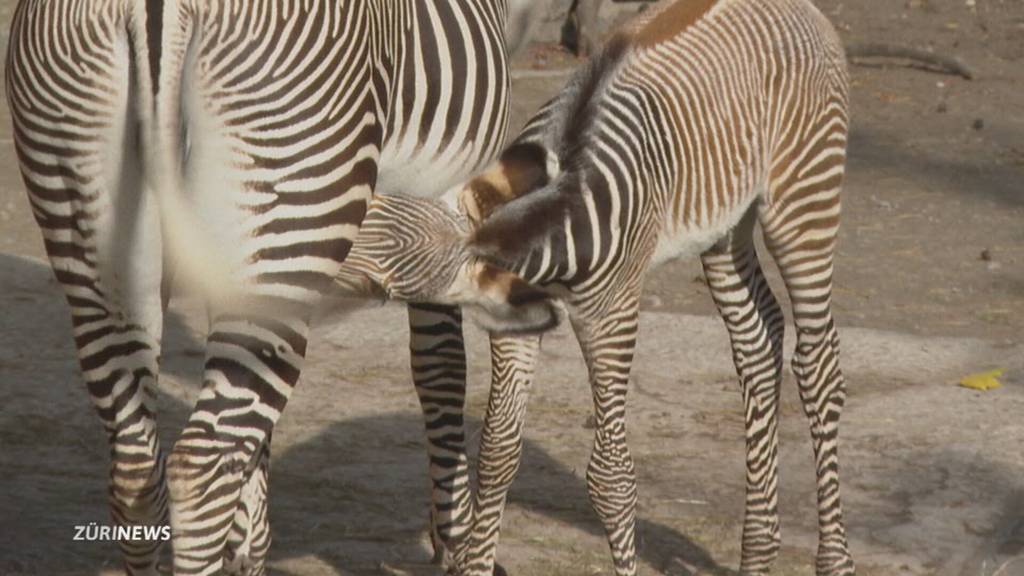 Herziger Zebra-Nachwuchs im Zoo Zürich