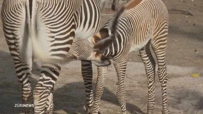 Herziger Zebra-Nachwuchs im Zoo Zürich