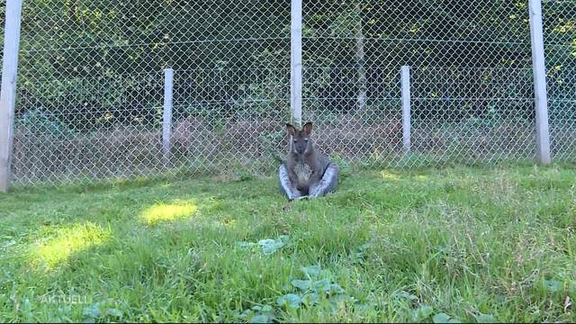 Känguru aus Gränichen schnupperte den Duft der Freiheit