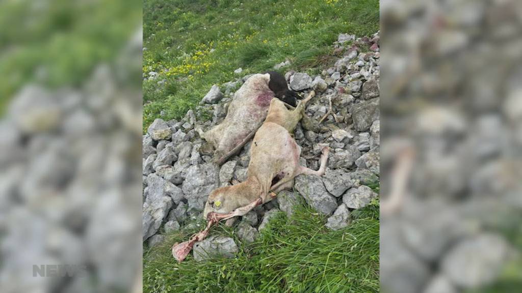 Mysteriöser Tod für 20 Schafe
