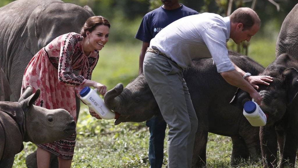 Prinz William und seine Frau Kate geben jungen Elefanten den Schoppen