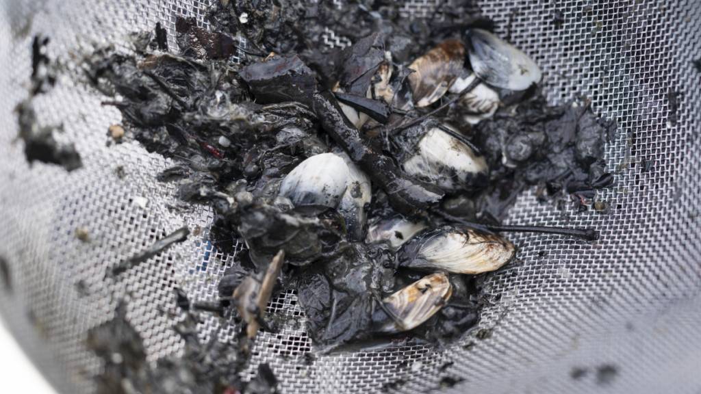 Die invasive Quaggamuschel ist bereits in vielen Schweizer Seen zu finden. Im Kanton Luzern wurde sie erst im Vierwaldstättersee gefunden. (Archivaufnahme)