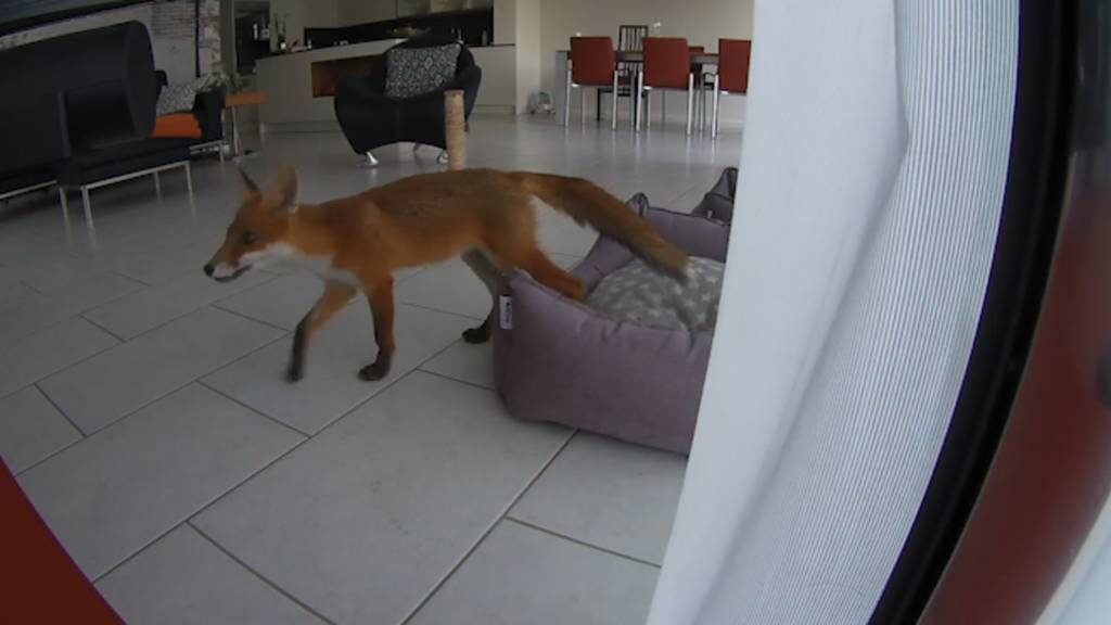 Überwachungsaufnahmen zeigen: Fuchs klaut Katzenspielzeug