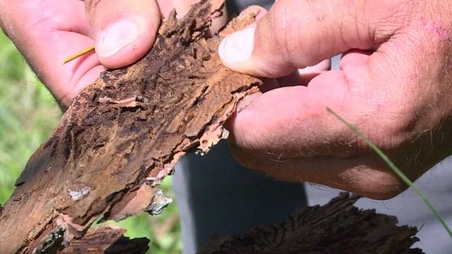 Gute Nachrichten für Schweizer Wälder