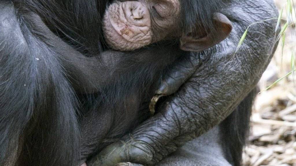 Schimpansenbaby Boon und seine «Adoptivmutter» Zombi.