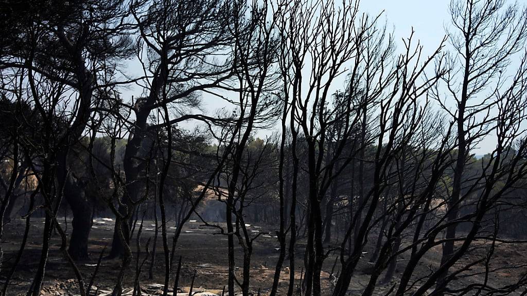 Ein Hubschrauber fliegt über einen verbrannten Wald auf dem Berg Parnitha. In mehreren Regionen Griechenlands haben auch am Donnerstagmorgen, 24.08.23, kleinere und größere Wald- und Buschbrände getobt. Foto: Thanassis Stavrakis/AP/dpa