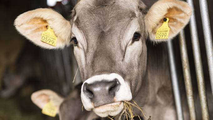 Berner Bauern beschliessen Stimmfreigabe zum Klimaschutzgesetz
