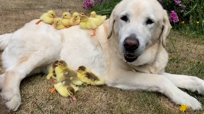 Labrador Fred adoptiert 15 Entenküken – und das nicht zum ersten Mal