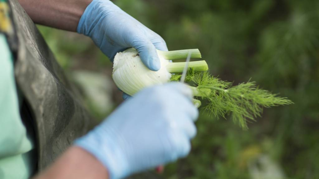 Mit dem Fenchel sind die Zürcher Bauern wegen des Hitzesommers nicht zufrieden. Viele Exemplare haben braune Ränder und bildeten Blüten statt Knollen. (Symbolbild)