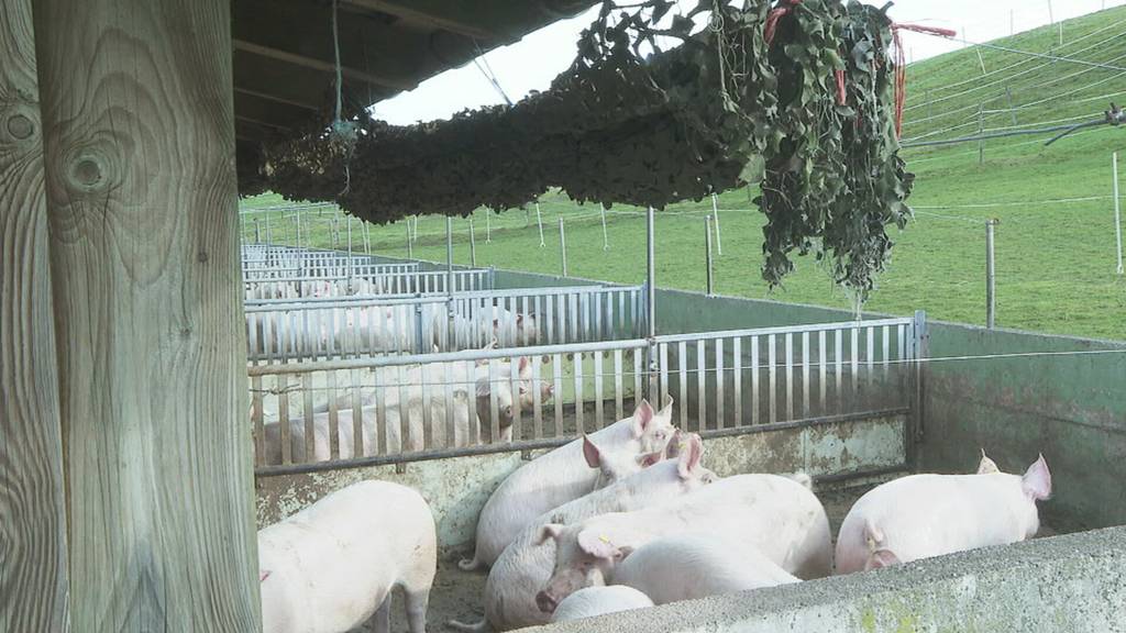Billig statt tierfreundlich – Migros-Politik verärgert Schweinehalter