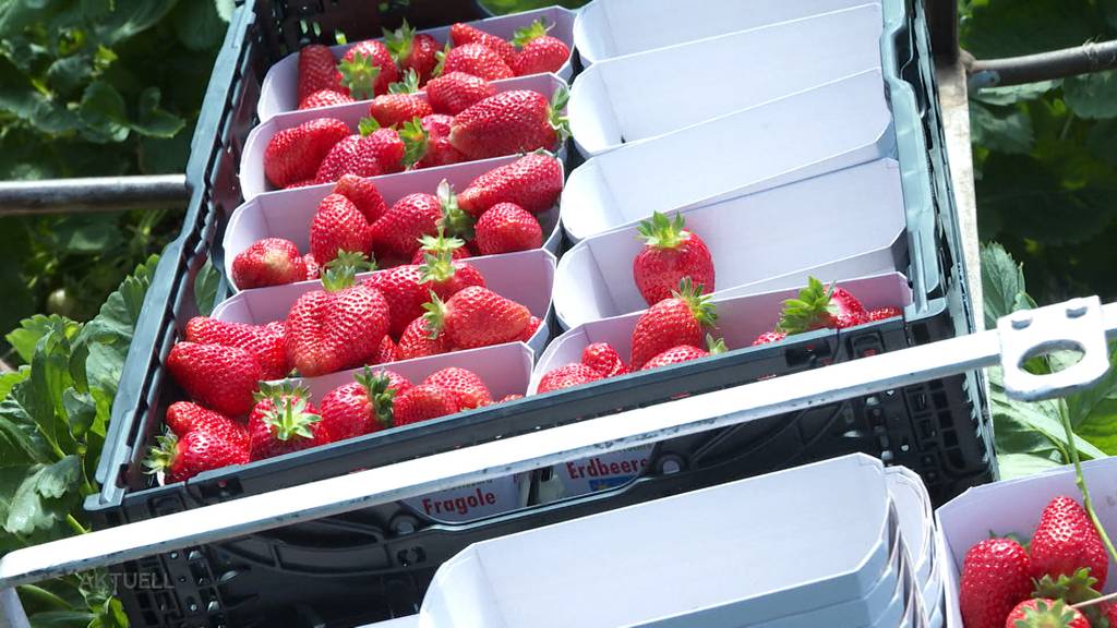 Saison: Bei Bauern mit Erdbeer-Feldern herrscht momentan Hochbetrieb
