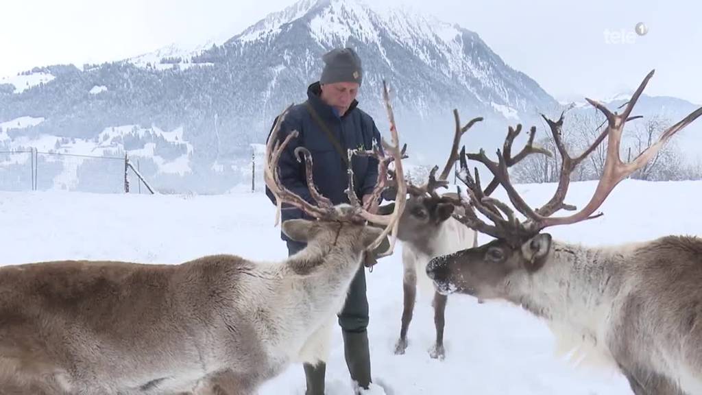 Ausgefallene Weihnachtshobbys: Rentiere