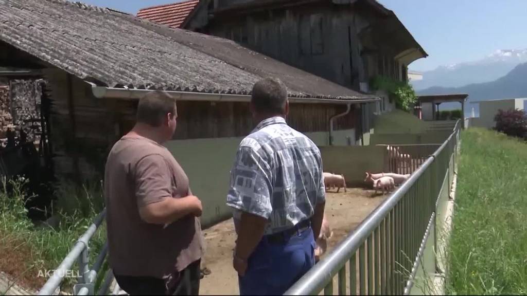 Dem Nachbarn stinkt’s: Schweinezucht muss weichen
