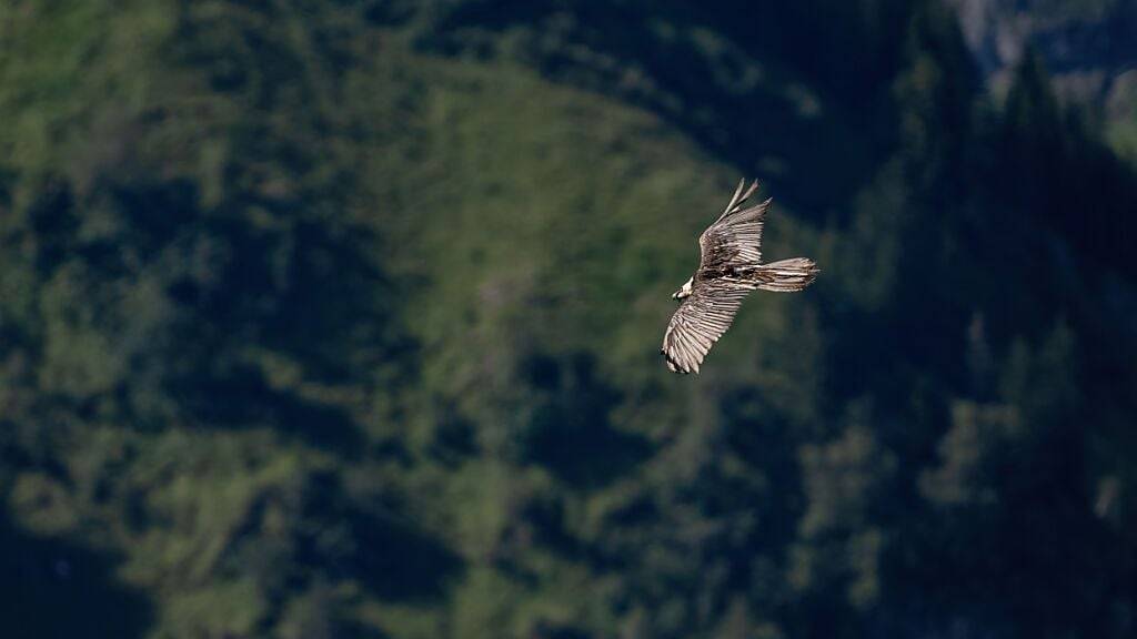 Geretteter Bartgeier ist im Klöntal GL zurück in der Wildnis