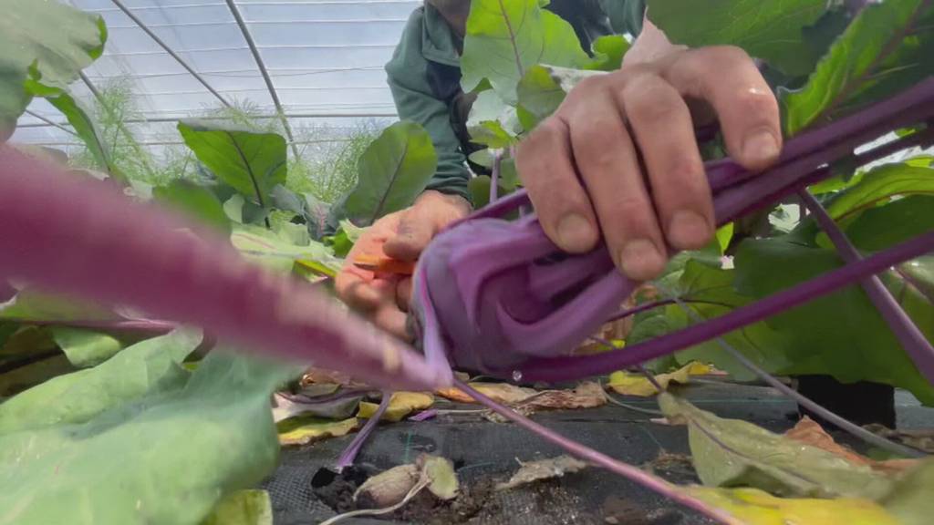 Schluss für Berner Gemüseladen