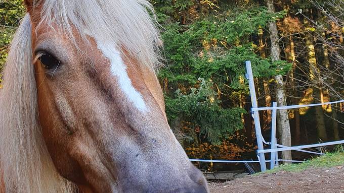 Annina Wisler mit Luna