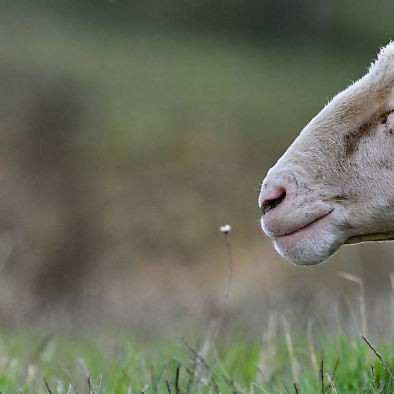 «In flagranti erwischt» – Portugiese vergeht sich in Uri an einem Schaf