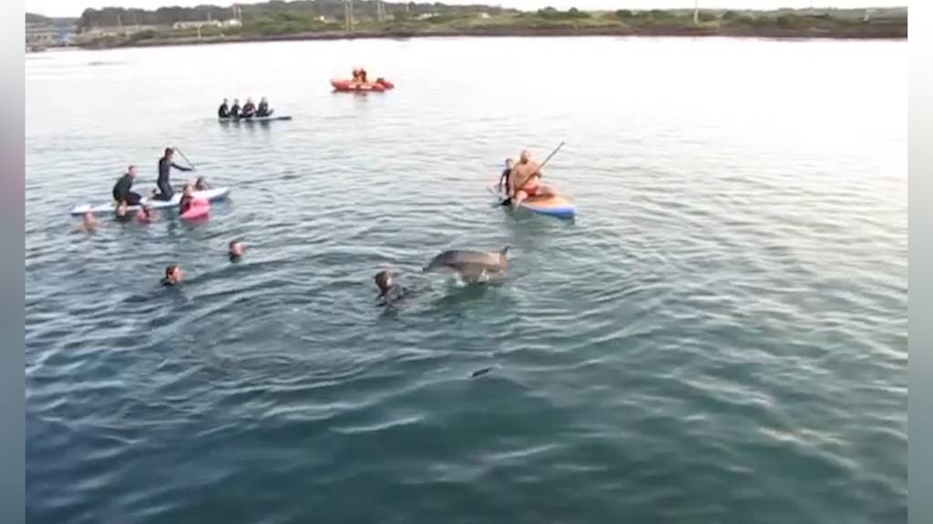Sexuell aggressiver Delfin belästigt Badegäste in England