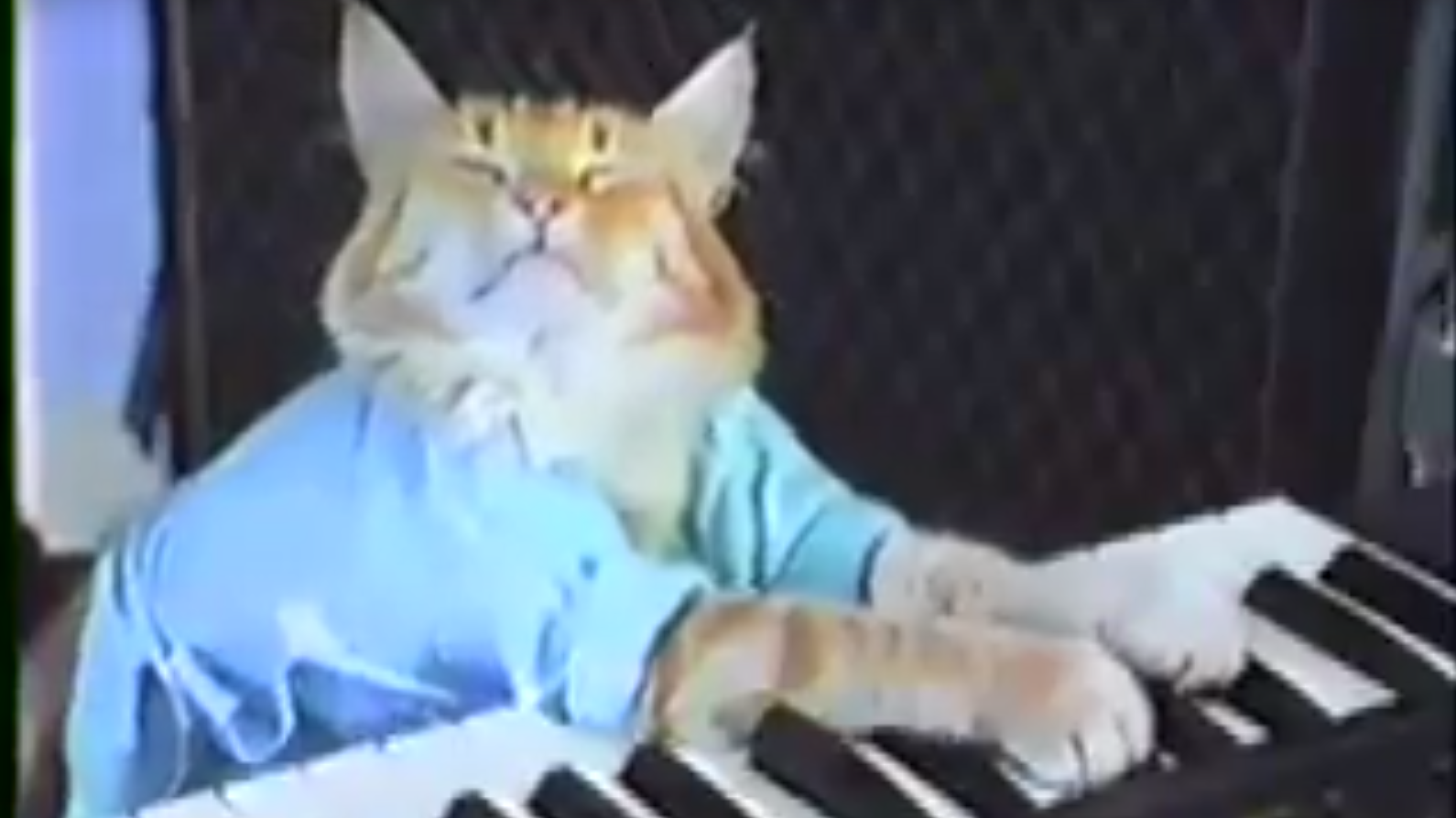 Keyboard Cat «Bento» ist gestorben.
