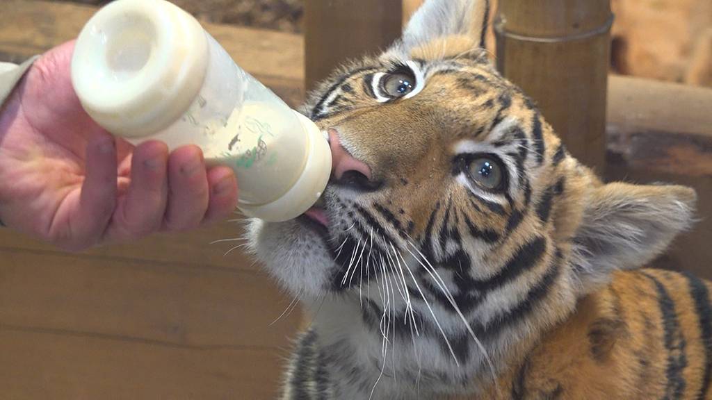 Vom Tiger-Baby zum Tiger-Teenie