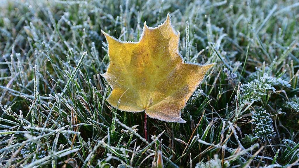 Erstmals in diesem meteorologischen Herbst ist im Flachland Bodenfrost aufgetreten. (Archivbild)