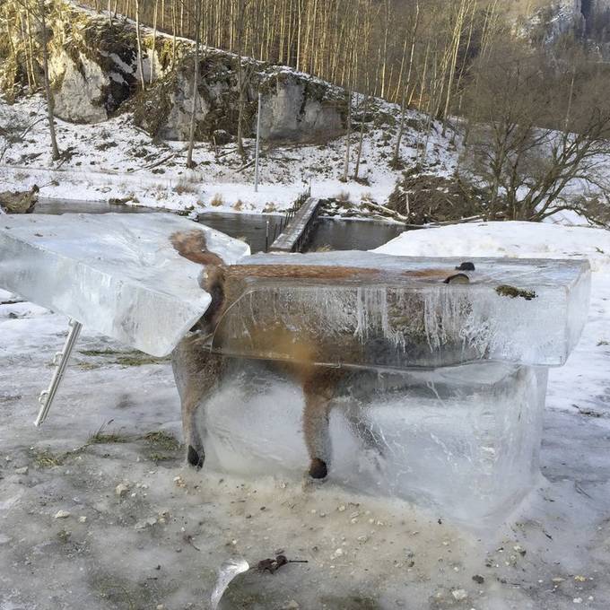 Toter Fuchs taucht als Eisklotz auf