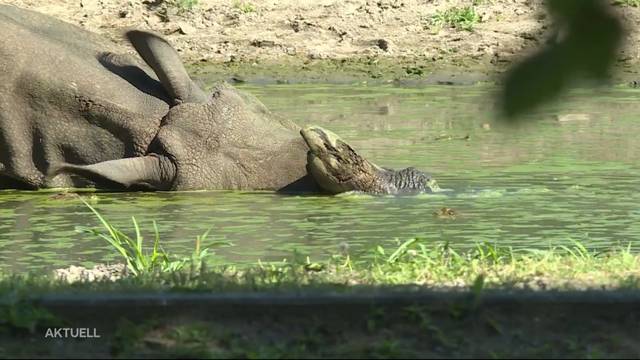 So werden die Bewohner des Tierparks abgekühlt