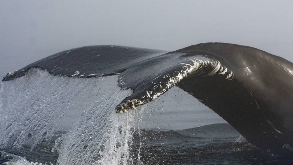 Wal schwimmt neuen Streckenrekord von 27'000 Kilometern