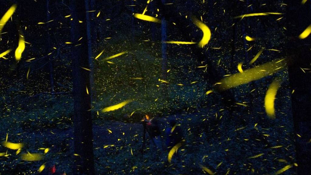 Glühwürmchen auf Brautschau. Forscher haben den Insekten ihre Leuchtmethode abgeguckt und auf Mäuse übertragen. Die Stärke, mit der die Nager strahlen, gibt Auskunft darüber, wie leistungsfähig ihre Mitochondrien sind. Krankheiten von Diabetes bis Krebs lassen sich so besser verstehen. (Archivbild)