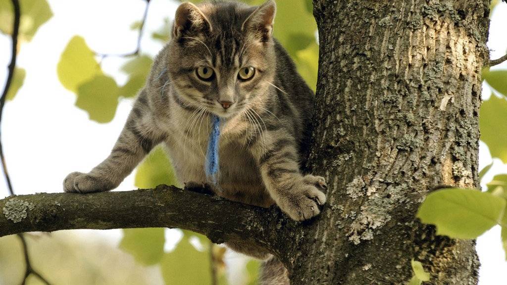 Wenn die Feuerwehr eine Katze retten muss, kann es teuer werden.