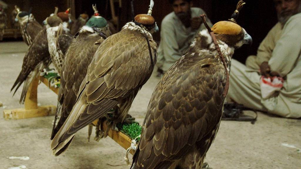 Falken sind in den arabischen Ländern unter anderem für die Jagd sehr begehrt.